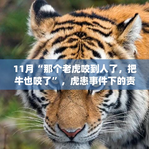 虎患事件下的責(zé)任與反思，動物保護(hù)與人居安全的平衡探討