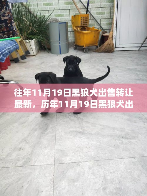 深度解析，歷年11月19日黑狼犬出售轉(zhuǎn)讓現(xiàn)象，某觀點(diǎn)立場(chǎng)與理由探討
