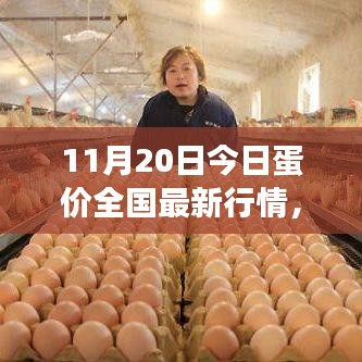 全國最新蛋價行情分析與展望，11月20日蛋價更新