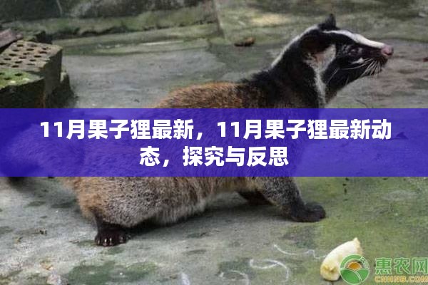 探究與反思，最新動(dòng)態(tài)下的果子貍生存狀況觀察（11月最新資訊）