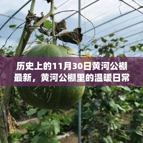黃河公棚，溫暖日常與趣事情感紐帶的記錄——11月30日最新篇章