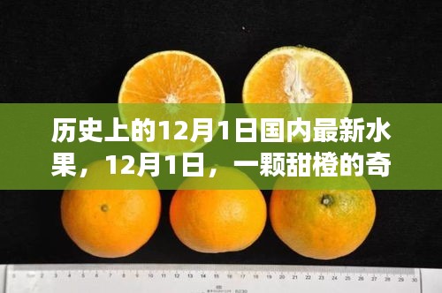 暖心故事，甜橙奇遇記——紀(jì)念歷史上的12月1日國(guó)內(nèi)最新水果