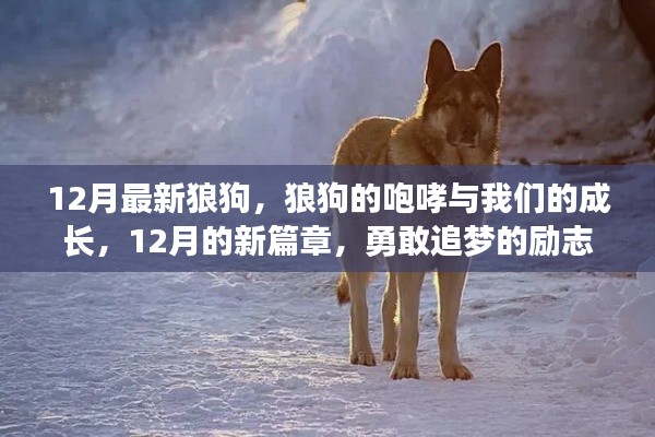 12月狼狗咆哮，勵志成長之旅，勇敢追夢的新篇章