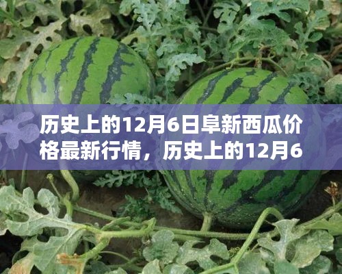 歷史上的阜新西瓜價(jià)格深度解析，最新行情回顧與深度解析（12月6日）