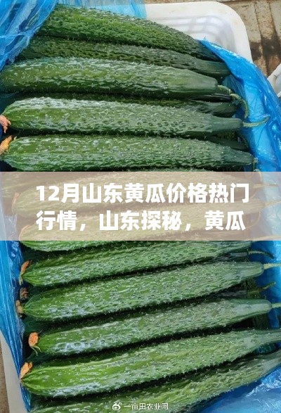 揭秘山東黃瓜行情，探尋心靈寧靜之旅的熱門黃瓜價(jià)格解析