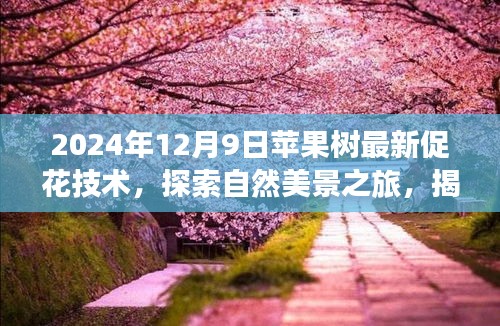 揭秘蘋果樹促花新技巧，探索自然美景之旅與內(nèi)心的寧靜平和之道（最新技術(shù)分享）