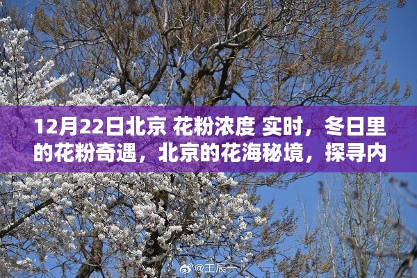 冬日北京花粉濃度實(shí)時(shí)探秘，探尋花海秘境中的內(nèi)心寧靜與和諧