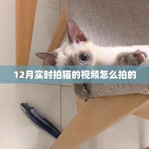 如何拍攝實(shí)時(shí)拍貓視頻攻略