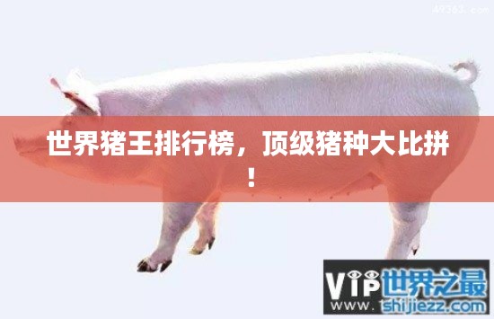 世界豬王排行榜，頂級豬種大比拼！
