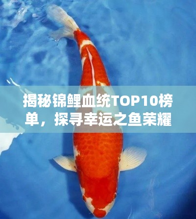 揭秘錦鯉血統(tǒng)TOP10榜單，探尋幸運之魚榮耀上榜的奧秘！