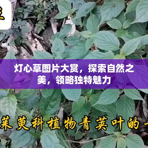 燈心草圖片大賞，探索自然之美，領(lǐng)略獨(dú)特魅力