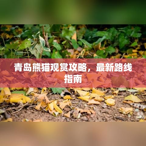 青島熊貓觀賞攻略，最新路線指南