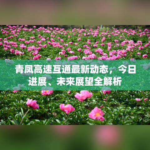 青鳳高速互通最新動態(tài)，今日進展、未來展望全解析