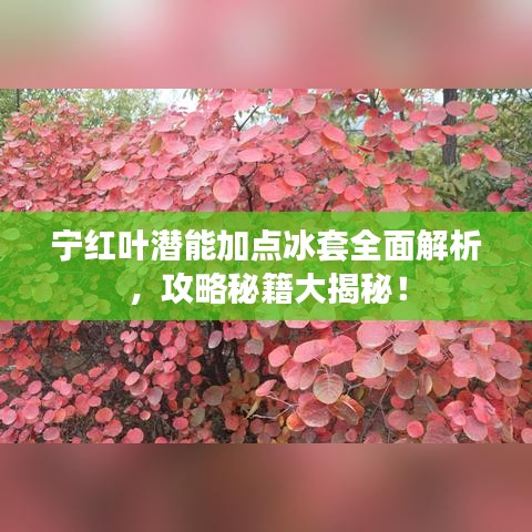 寧紅葉潛能加點(diǎn)冰套全面解析，攻略秘籍大揭秘！