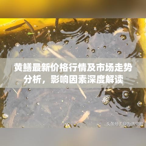 黃鱔最新價(jià)格行情及市場(chǎng)走勢(shì)分析，影響因素深度解讀