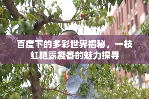 百度下的多彩世界揭秘，一枝紅艷露凝香的魅力探尋