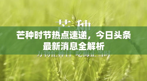 芒種時(shí)節(jié)熱點(diǎn)速遞，今日頭條最新消息全解析