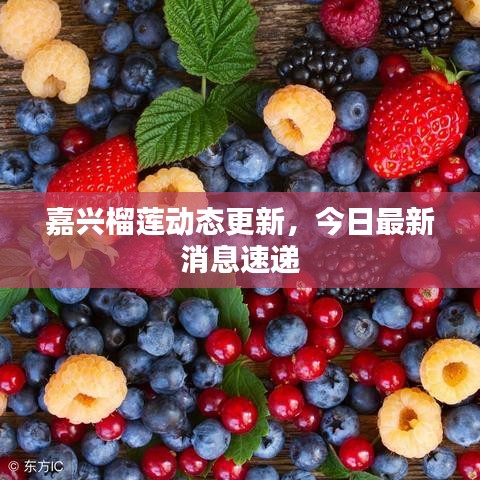 嘉興榴蓮動態(tài)更新，今日最新消息速遞