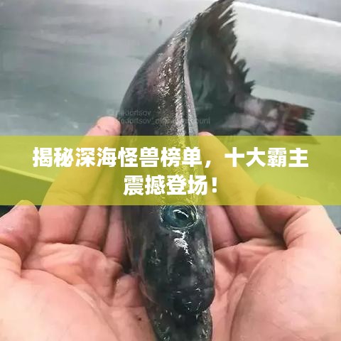 揭秘深海怪獸榜單，十大霸主震撼登場(chǎng)！
