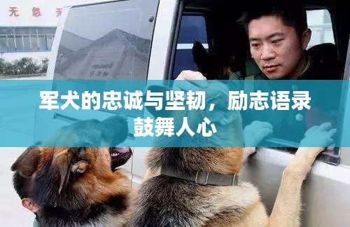 軍犬的忠誠(chéng)與堅(jiān)韌，勵(lì)志語(yǔ)錄鼓舞人心