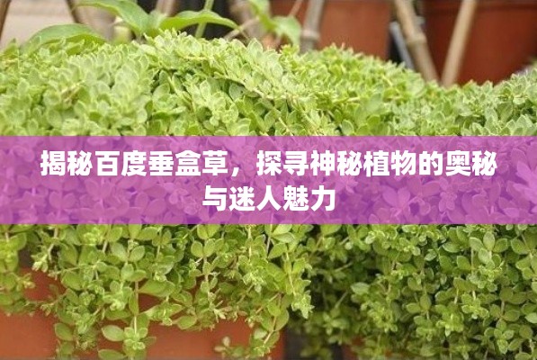 揭秘百度垂盒草，探尋神秘植物的奧秘與迷人魅力