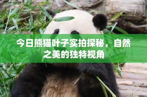 今日熊貓葉子實(shí)拍探秘，自然之美的獨(dú)特視角
