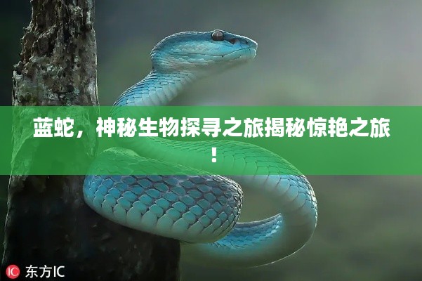 藍(lán)蛇，神秘生物探尋之旅揭秘驚艷之旅！