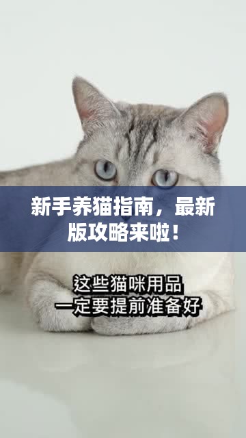 新手養(yǎng)貓指南，最新版攻略來啦！