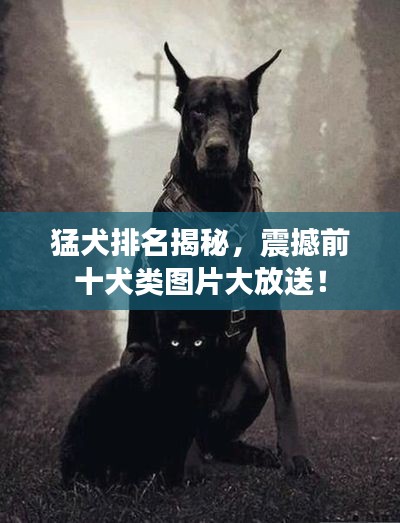 猛犬排名揭秘，震撼前十犬類圖片大放送！